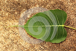 Green Bodhi Leaf photo