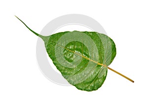Green Bodhi Leaf