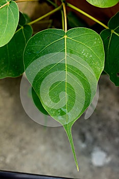 Green bodhi leaf vein on the tree