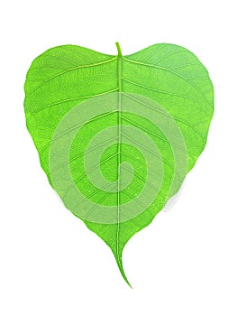 Green bodhi leaf vein on white background
