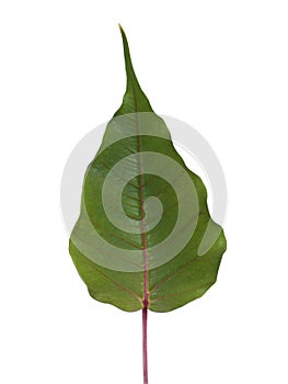 Green Bodhi leaves on white background