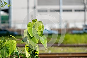 Green Bodhi Tree nearer the Railway