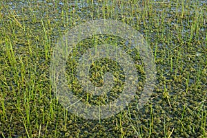 Green bog marsh