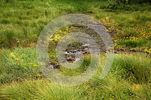 Green bogs in the forest, water quagmire, close-up, copy space photo