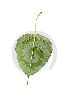 Green Bohhi Tree leaf isolated on white