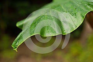 Green boke and leaf texture with nature background. Abstract leaves surface of natural concept