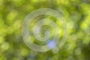 Green bokeh