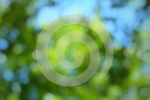 green bokeh abstract background.