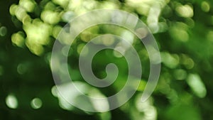 Green bokeh background. Abstract natural pattern. Blurred trees