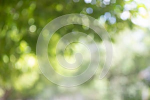 Green bokeh bright blurred green background is a beautiful natural sparkle in the daytime of the trees