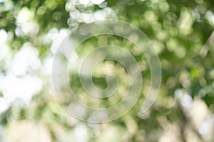 Green bokeh bright blurred green background is a beautiful natural sparkle in the daytime of the trees