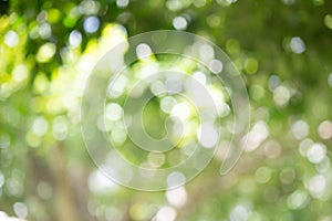 Green bokeh bright blurred green background is a beautiful natural sparkle in the daytime of the trees