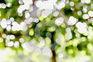 Green bokeh burry background