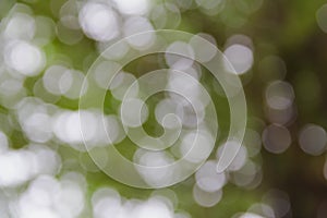 Green bokeh burry background