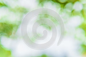 Green bokeh nature abstract background