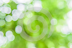 Green bokeh nature abstract background