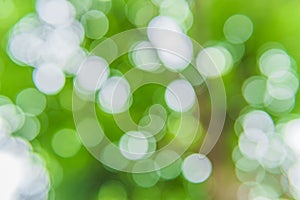 Green bokeh nature abstract background