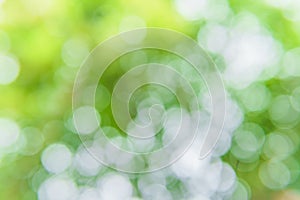 Green bokeh nature abstract background