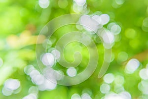 Green bokeh nature abstract background