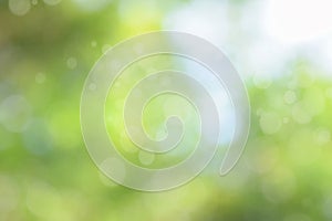 Green bokeh nature abstract background. circle bokeh with light  blur background