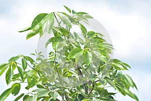 Green Bombax Ceiba Tree, Bombax ceiba