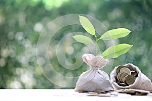 Green bonds,Trees growing on coins money in a bag on natural green background, investment and business concept