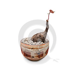 Green bonsai in baked clay pot  on white background