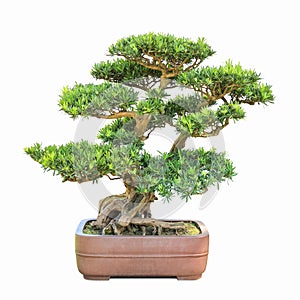 Green bonsai elm tree