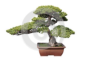 Green bonsai pine
