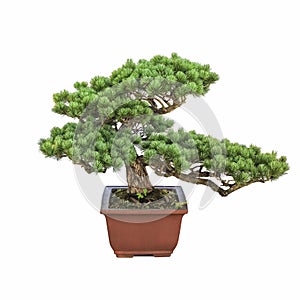 Green bonsai pine tree