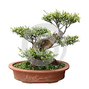 Green bonsai tree of elm