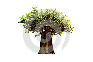 Green Bonsai tree Isolated on white background with clipping path. photo