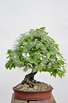 Green bonsai tree planted in brown bowl on white background