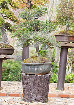 The green bonsai tree in a pot
