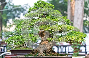 Green bonsai tree in a pot plant in the shape of the stem