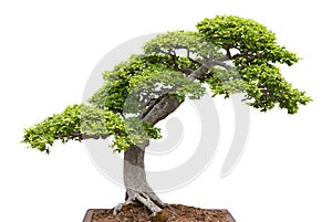 Green bonsai tree on white background