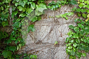 Green Boston Ivy Creeps Up Old Curved Stone Wall
