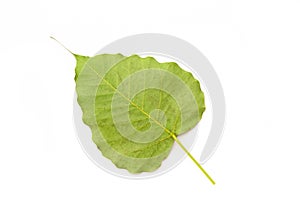 Green bothi leaf Pho leaf, bo leaf isolated on white backgroun