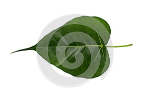 Green bothi leaf Pho leaf, bo leaf