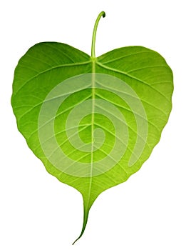 Green bothi leaf Pho leaf, bo leaf isolated on white backgroun