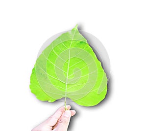 Green bothi leaf Pho leaf, bo leaf isolated on white background