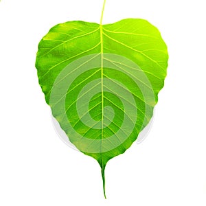 Green bothi leaf Pho leaf, bo leaf isolated on white background.