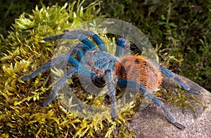 Green Bottle Blue Tarantula