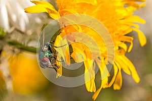 Green Bottle on Dandelion