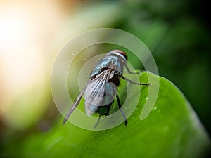 Green bottle flies perched on green leaf , shallow depth of fiels