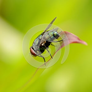 Green bottle fly