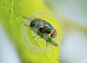 Green bottle fly