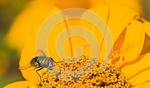 Green Bottle Fly on a Chrysanthemum