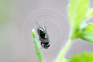 Green Bottle Fly Face 01