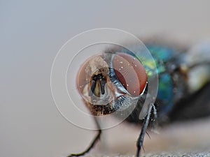 Green Bottle Fly with Fungus
